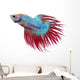 Betta fish. Siamese figthing fish Wall Decal