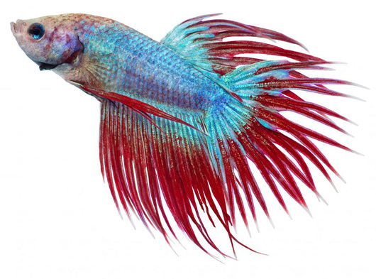 Betta fish. Siamese figthing fish Wall Decal