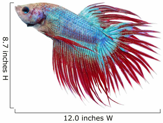 Betta fish. Siamese figthing fish Wall Decal