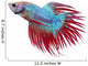 Betta fish. Siamese figthing fish Wall Decal
