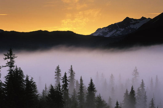 Morning Fog @ Sunrise Along Snow River Kp Alaska Summer Chugach Nf Wall Mural