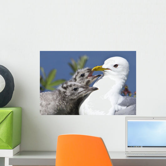 Close Up Of A Mew Gull With Two Hungry Chicks Wall Mural