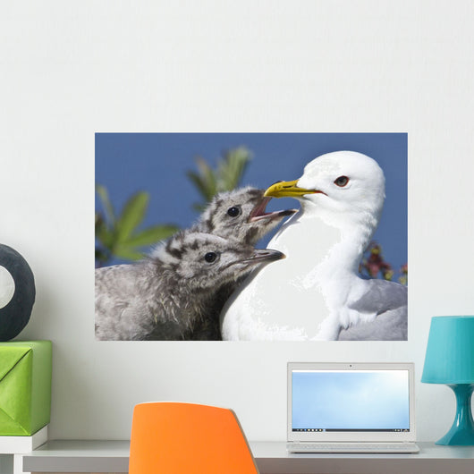 Close Up Of A Mew Gull With Two Hungry Chicks Wall Mural