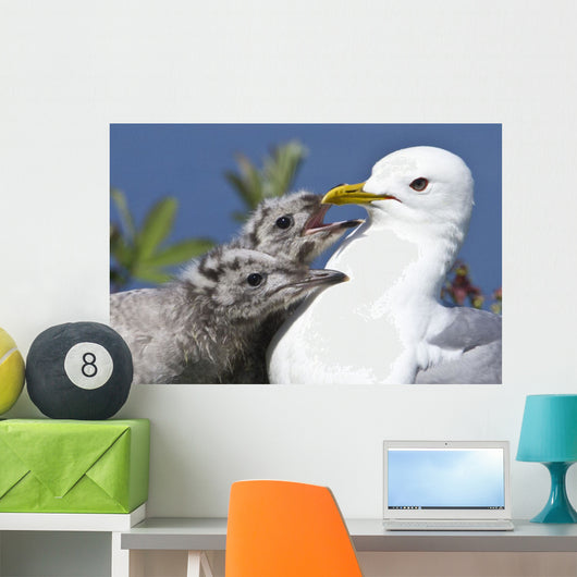 Close Up Of A Mew Gull With Two Hungry Chicks Wall Mural