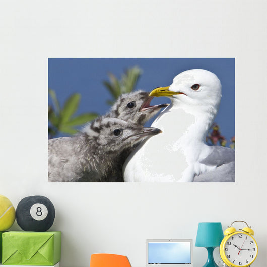 Close Up Of A Mew Gull With Two Hungry Chicks Wall Mural