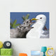 Close Up Of A Mew Gull With Two Hungry Chicks Wall Mural