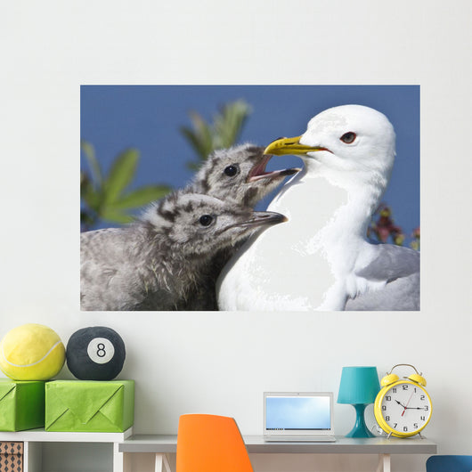 Close Up Of A Mew Gull With Two Hungry Chicks Wall Mural