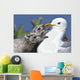 Close Up Of A Mew Gull With Two Hungry Chicks Wall Mural