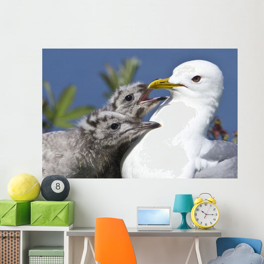 Close Up Of A Mew Gull With Two Hungry Chicks Wall Mural