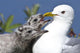 Close Up Of A Mew Gull With Two Hungry Chicks Wall Mural
