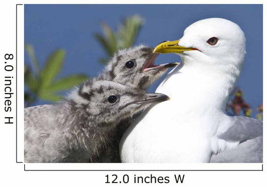 Close Up Of A Mew Gull With Two Hungry Chicks Wall Mural