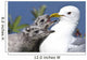 Close Up Of A Mew Gull With Two Hungry Chicks Wall Mural