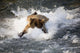 Brown Bear Dives Into Brooks River For Salmon Wall Mural