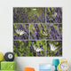 Butterflies Flamed Illustration Wall Mural
