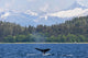 Humpback Whale Diving In Seymour Canal With Sum Dum Mountain Wall Mural