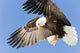 Bald Eagle In Flight With Talons Holding Fish Bait In Eagle River Wall Mural