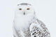 Snowy Owl Standing On Snow, Saint-Barthelemy, Quebec, Canada, Winter Wall Mural