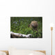 View Of Brown Bear Resting In A Patch Of Wild Geraniums Wall Mural