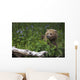 View Of Brown Bear Resting In A Patch Of Wild Geraniums Wall Mural