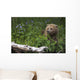 View Of Brown Bear Resting In A Patch Of Wild Geraniums Wall Mural