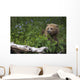 View Of Brown Bear Resting In A Patch Of Wild Geraniums Wall Mural