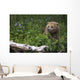 View Of Brown Bear Resting In A Patch Of Wild Geraniums Wall Mural