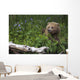 View Of Brown Bear Resting In A Patch Of Wild Geraniums Wall Mural