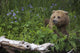 View Of Brown Bear Resting In A Patch Of Wild Geraniums Wall Mural