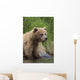 View Of Brown Bear Standing Near The Shore Of The Russian River Wall Mural