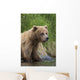 View Of Brown Bear Standing Near The Shore Of The Russian River Wall Mural