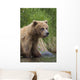 View Of Brown Bear Standing Near The Shore Of The Russian River Wall Mural