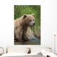 View Of Brown Bear Standing Near The Shore Of The Russian River Wall Mural