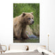 View Of Brown Bear Standing Near The Shore Of The Russian River Wall Mural