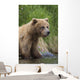 View Of Brown Bear Standing Near The Shore Of The Russian River Wall Mural