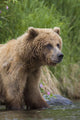 View Of Brown Bear Standing Near The Shore Of The Russian River Wall Mural