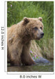 View Of Brown Bear Standing Near The Shore Of The Russian River Wall Mural