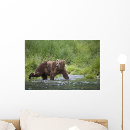 Brown Bear Wades Through A Stream Near Prince William Sound Wall Mural