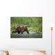 Brown Bear Wades Through A Stream Near Prince William Sound Wall Mural