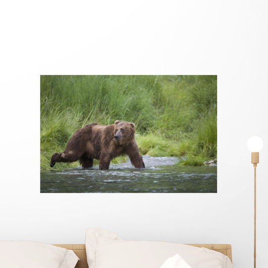 Brown Bear Wades Through A Stream Near Prince William Sound Wall Mural