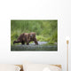 Brown Bear Wades Through A Stream Near Prince William Sound Wall Mural