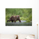 Brown Bear Wades Through A Stream Near Prince William Sound Wall Mural