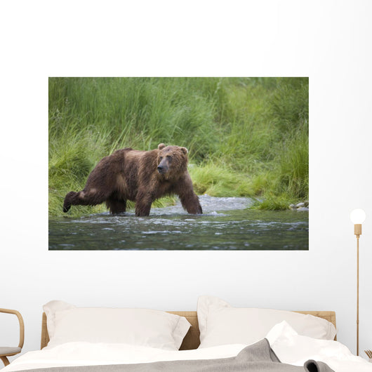 Brown Bear Wades Through A Stream Near Prince William Sound Wall Mural