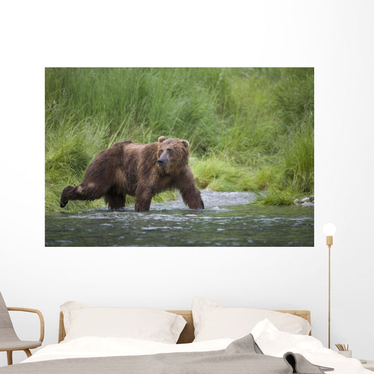Brown Bear Wades Through A Stream Near Prince William Sound Wall Mural