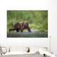 Brown Bear Wades Through A Stream Near Prince William Sound Wall Mural