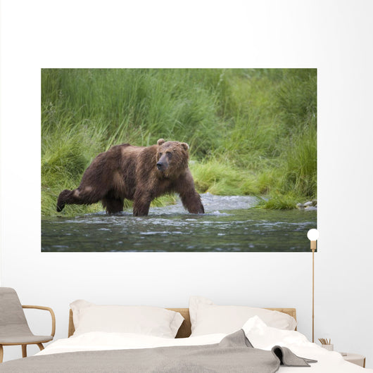 Brown Bear Wades Through A Stream Near Prince William Sound Wall Mural