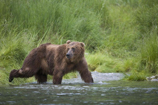 Brown Bear Wades Through A Stream Near Prince William Sound Wall Mural