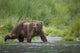 Brown Bear Wades Through A Stream Near Prince William Sound Wall Mural