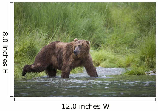 Brown Bear Wades Through A Stream Near Prince William Sound Wall Mural