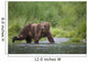 Brown Bear Wades Through A Stream Near Prince William Sound Wall Mural