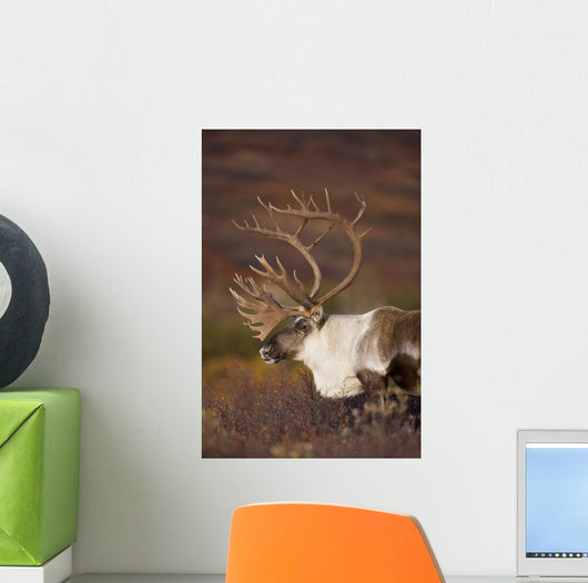 Bull Caribou On Autumn Tundra In Denali National Park, Interior Alaska Wall Mural